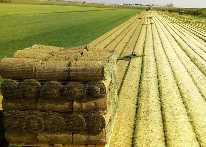 garon dans un champs